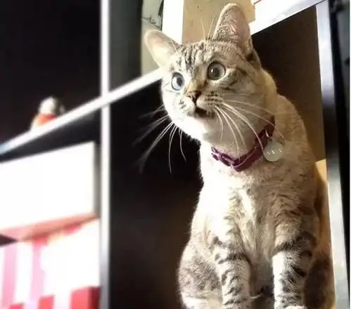 猫咪受到惊吓,竟然展现出拟人表情,幸亏有相机,记录了这一刻狗狗打架猫狗网易订阅
