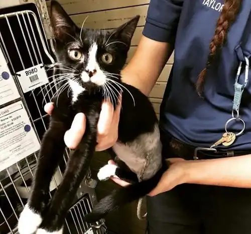 老公不能再养猫抱睡几次竟被可爱三脚猫完全收服