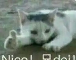 你家猫到底有多聪明
