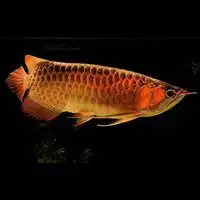 竞博jbo官网金龙鱼头像图片大全微信头像图片大全
