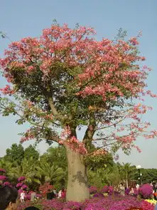 美丽异木棉搜狗百科
