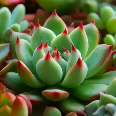 ai无损图片放大,提高分辨率提高清晰度,基于腾讯的模型,绝了处理
