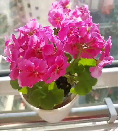 养天竺葵,有2点非常重要,顺利度夏,越养越旺花成簇
