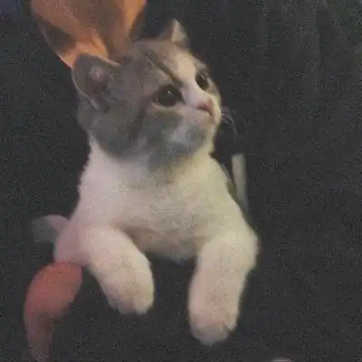 猫咪头像挖空脑微信头像我要个性网
