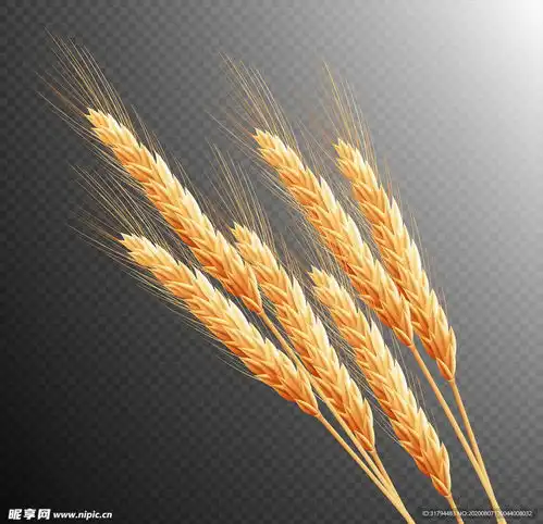 麦子设计图
