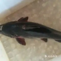 小汤山东北锅台鱼的江团鱼好不好吃用户评价口味怎么样北京美食江团鱼实拍图片大众点评