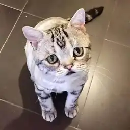 四耳猫委屈猫焦虑猫图