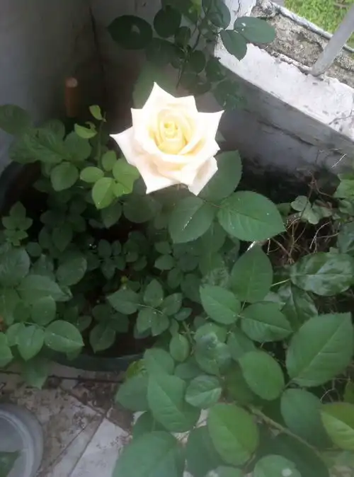 我是一朵带刺的玫瑰花
