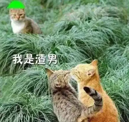 你的一生躲得过渣男,却未必躲得过渣猫