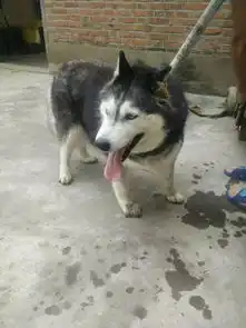 发现一枚哈士猪,真的好肥