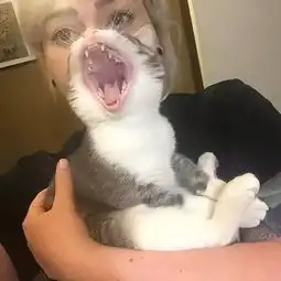 盒装猫,腿不长不要钱
