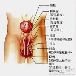 前列腺增生和结石的区别
