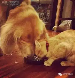 猫狗不能和平共处这只金毛跟小黄猫好的穿一条裤

