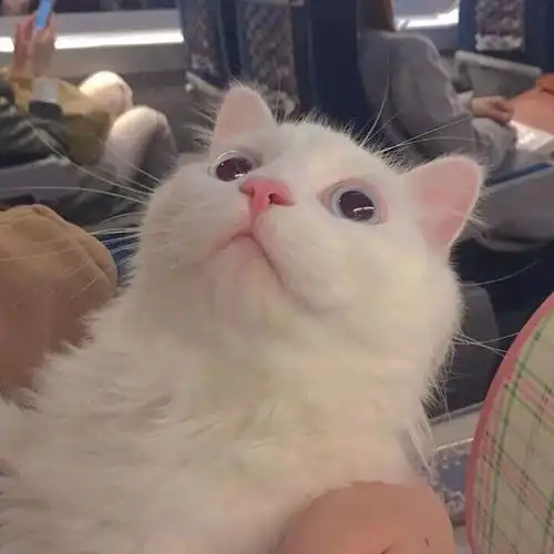 可爱萌宠不戳你会后悔今日头像
