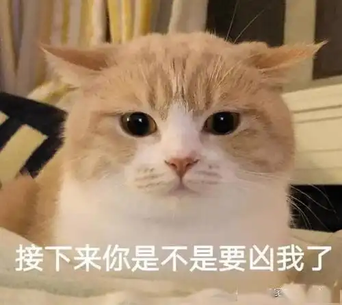 躲得过渣男,却没能躲过渣猫,猫咪别问了,爱过