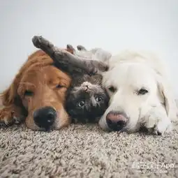 它们三是最好的朋友俩只狗狗和一只爱玩的猫咪

