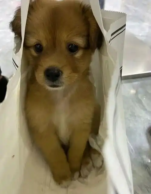 小狗狗被当作套圈礼物,网友救下一只,简直梦中情狗
