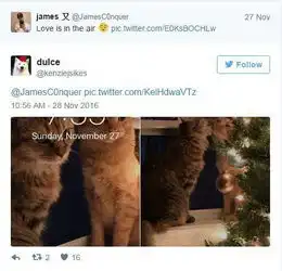 这对猫咪情侣要火了今年最想要的圣诞礼物非它俩莫属了
