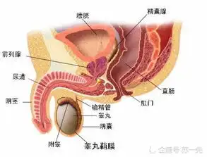 守护好性福的源泉前列腺炎康复指南
