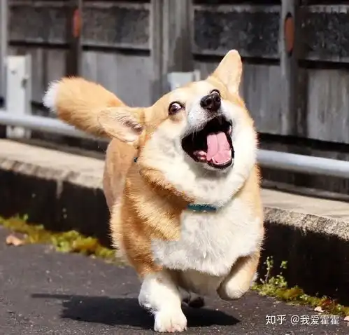 情侣头像柯基壁纸