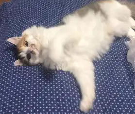 男友父母把她的猫扔到化工厂爱上渣男,你连猫都保护不了
