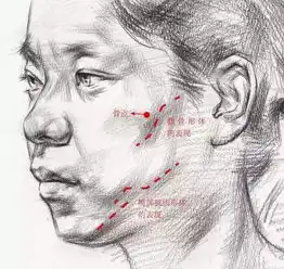 女性素描头像的面部结构
