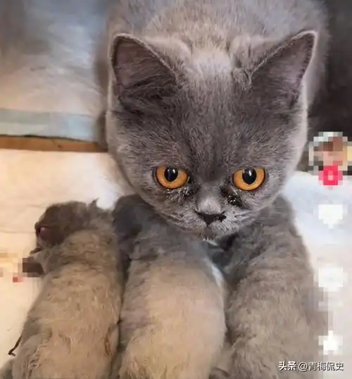 男孩虐杀三只奶猫后续监控曝光,当着母猫面摔死,家长撂下狠话
