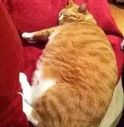 男子抱着橘猫越来越重,怀疑太久没剃毛,刮完毛后笑到胃抽筋