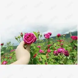 手拿玫瑰素材图片免费下载高清png千库网图片编号6529572