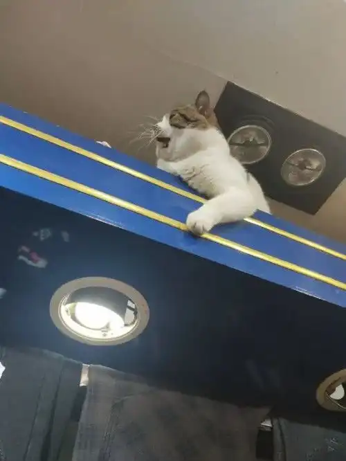 男子去买裤子,看货柜顶上有只猫竟逗了它半天我是来干嘛的
