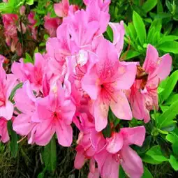 杜鹃花图片,杜鹃花图片大全
