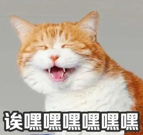 还在为主子换毛而苦恼这3招告诉你如何度过毛孩子的换毛期
