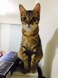 公猫和母猫的坐姿会有差别吗
