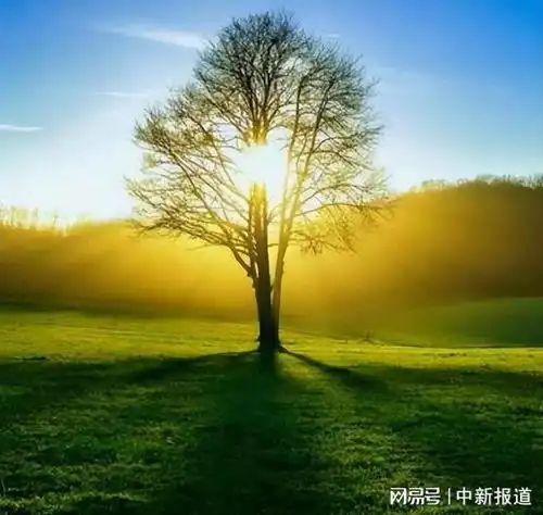 绽放内心那朵雪莲花

