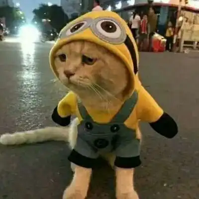 猫的情侣头像一左一右一对两张不带人猫咪情侣头像
