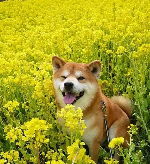 这只网红汪,承包我一年的头像
