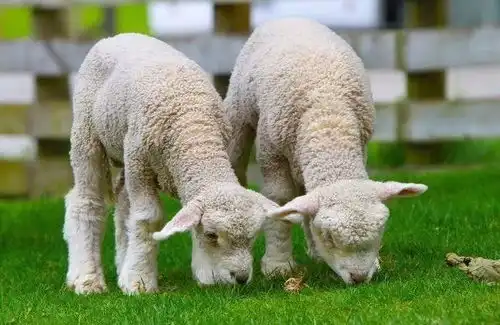 属羊人,躲不过5月有囍事闯进门,百年难遇,错过不吉利横财
