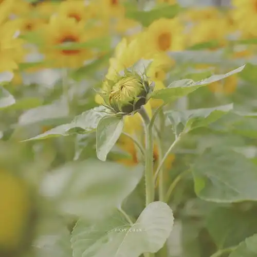 情侣南路的向日葵,开花了
