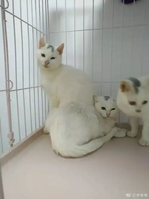 带它回家领养之十三
