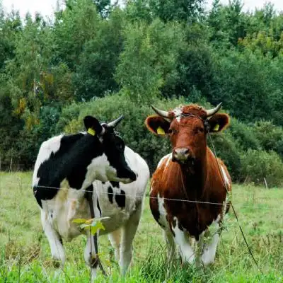 真牛头像,用牛做头像的图片好不好
