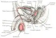 前列腺经验分享快速问医生
