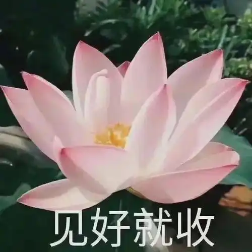表情包做一朵莲花,心静如水,清心寡欲
