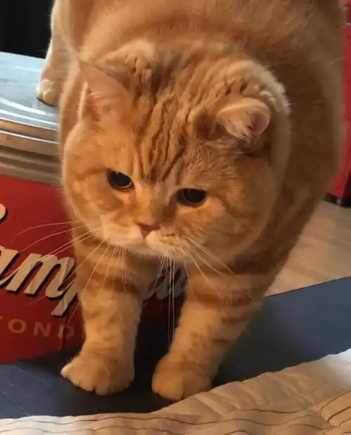 猫猫狗狗的可爱头像
