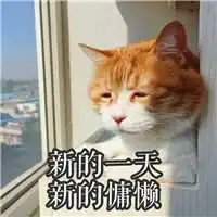 搞笑的橘猫头像超好看的可爱橘色猫咪微信头像
