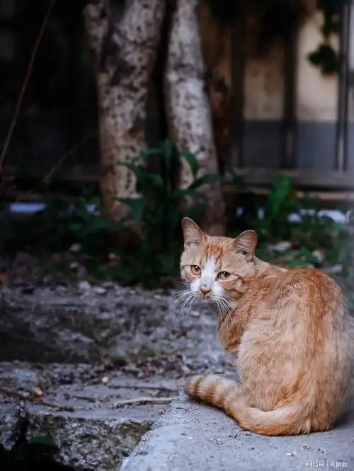 巷子里的猫

