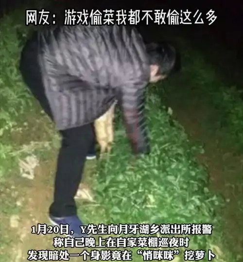 宁夏男子下班偷走60斤萝卜,菜主人想要阻止,却被掰伤大拇指
