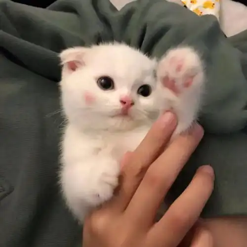 弓形虫进入身体导致双目失明
