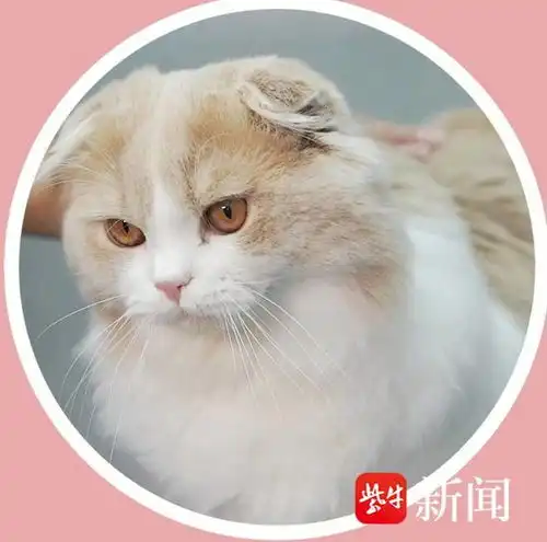 毕业季职业大揭秘3凶猫洗澡师最严重一次整只手被咬穿,但也真的很爱它们
