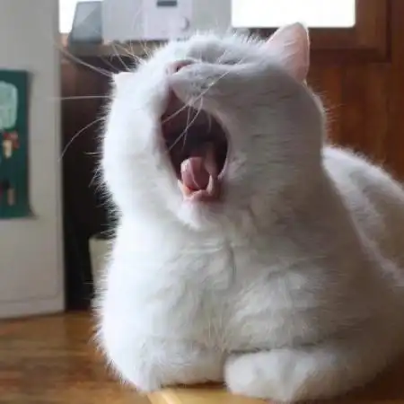 可爱的小猫咪头像可爱猫咪想睡觉打哈欠的
