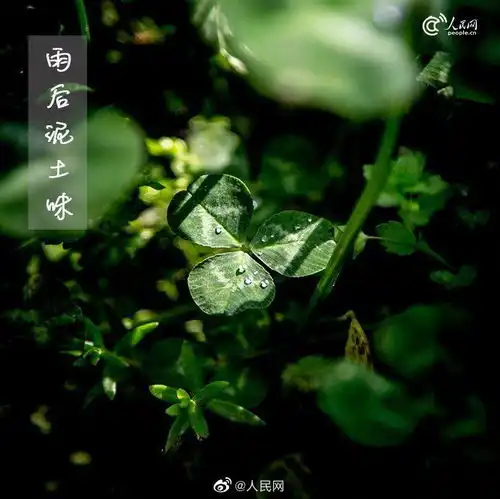 记忆中的夏天味道,是什么
